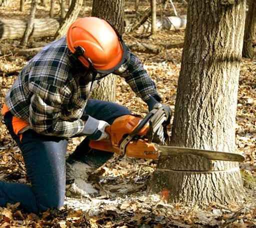 Tree Removal in Lee, ME